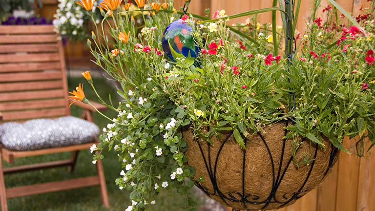 Una guía para principiantes sobre la creación y el mantenimiento de cestas de flores colgantes