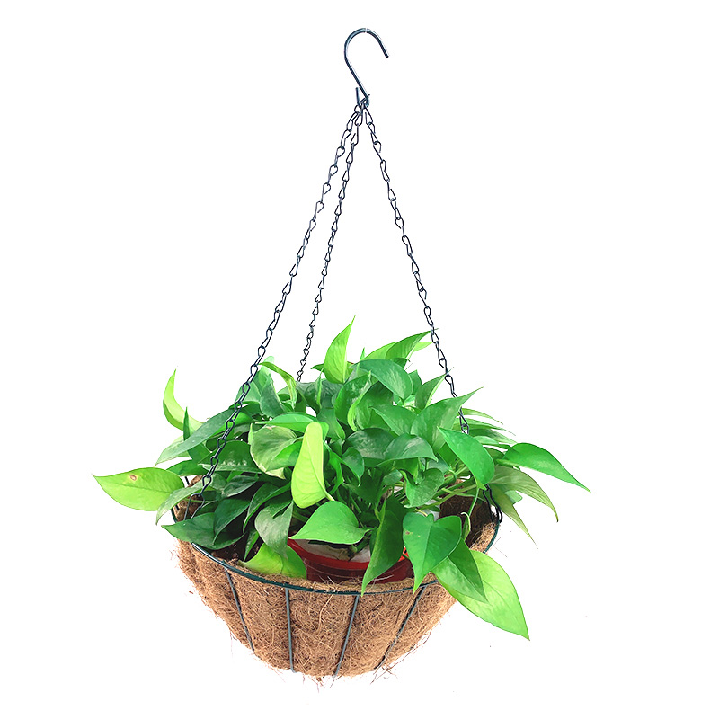 Zhaosheng Hardware - Cesta colgante de coco de forma redonda para jardín al aire libre de 10/12/14/16 pulgadas